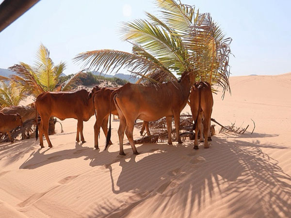 517f756a6f6ea6c0dac9c84e82e74b64_1761879638_222.jpg 517f756a6f6ea6c0dac9c84e82e74b64_1761879638_222.jpg